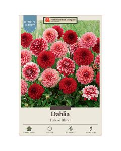 Dahlia 'Fubuki Blend'