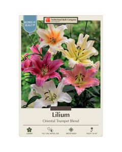 Lilium 'Oriental Trumpet Blend'