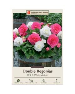 Begonia, Double 'Pink & White Mixture'