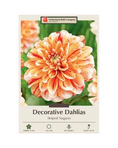 Dahlia, Decorative 'Striped Nagano'