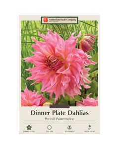 Dahlia, Dinner Plate 'Penhill Watermelon'