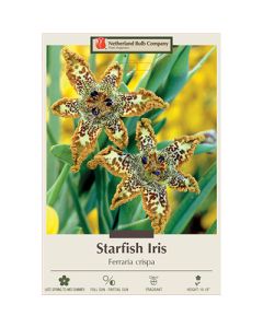 Ferraria, Starfish Iris