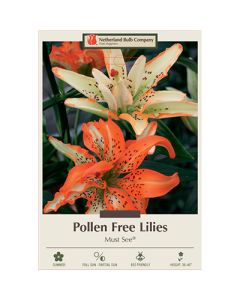 Lilium, Pollen Free Lily 'Must See®'