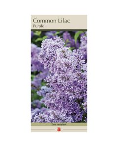 Syringa, Common Lilac 'Common Purple'