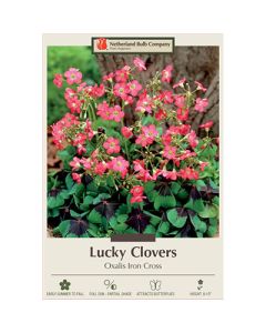 Oxalis, Lucky Clover 'Iron Cross'