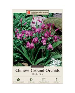 Bletilla, Chinese Ground Orchid 'Pink'