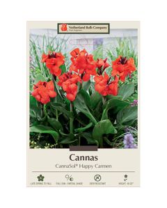 Canna, CannaSol® 'Happy Carmen'