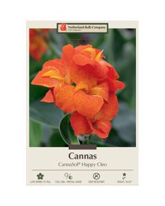 Canna, CannaSol® 'Happy Cleo'