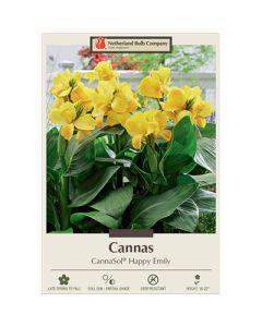 Canna, CannaSol® 'Happy Emily'