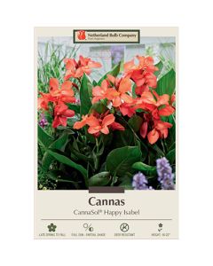 Canna, CannaSol® 'Happy Isabel'