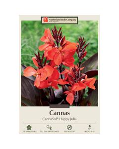 Canna, CannaSol® 'Happy Julia'