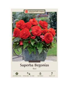 Begonia, Superba 'Red'