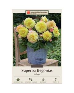 Begonia, Superba 'Yellow'