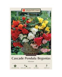 Begonia, Cascade Pendula Mix