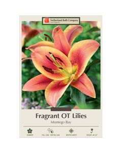 Lilium, Fragrant Lily 'Montego Bay' 