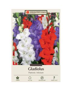 Gladiolus 'Patriotic Mixture'