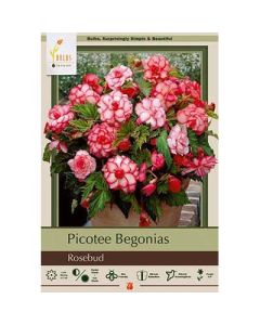 Begonia, Picotee 'Rosebud'