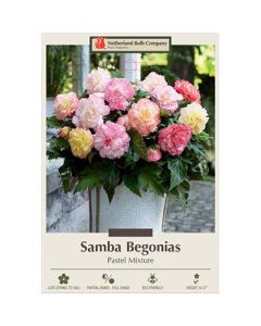 Begonia, Samba 'Pastel Mixture'