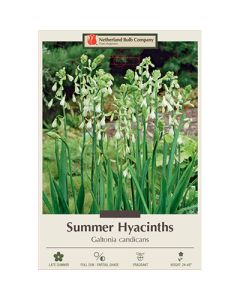 Galtonia, Summer Hyacinth