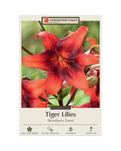 Lilium, Tiger Lily 'Strawberry Event'