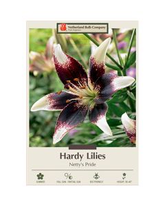 Lilium, Hardy Lily 'Netty's Pride' 