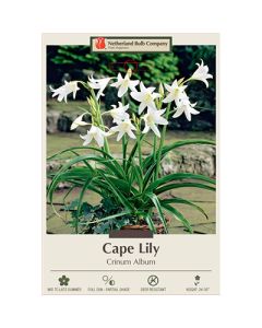 Crinum, Cape Lily 'Album'