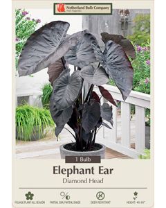 Colocasia, Elephant Ear 'Diamond Head'