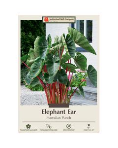 Colocasia, Elephant Ear 'Hawaiian Punch'