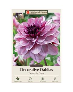 Dahlia, Decorative 'Créme de Cassis'