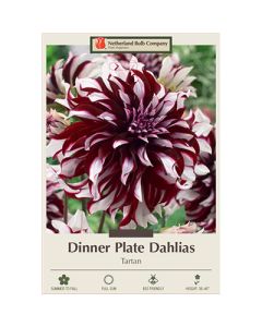 Dahlia, Dinner Plate 'Tartan'