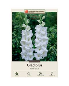 Gladiolus, Large Flowering 'Polar Bear'