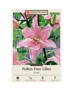 Lilium, Pollen Free Lily 'Elodie'