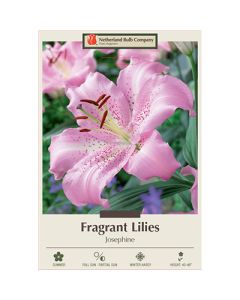 Lilium, Fragrant Lily 'Josephine'