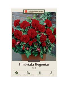 Begonia, Fimbriata 'Red'