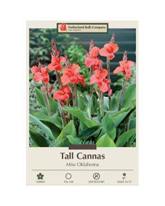 Canna, Tall Cannas 'Miss Oklahoma'