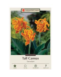 Canna, Tall Cannas 'Taroudant'