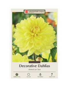 Dahlia, Decorative 'American Sun'