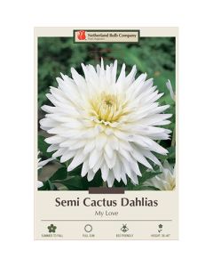 Dahlia, Cactus 'My Love'