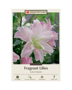 Lilium, Fragrant Lily 'Lotus Queen' 