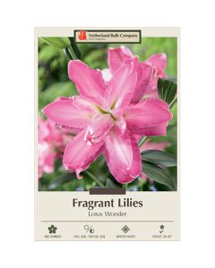 Lilium, Fragrant Lily 'Lotus Wonder'