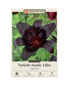 Lilium, Turkish Lily 'Nightrider'