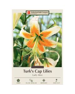 Lilium, Turk's Cap Lily 'Lady Alice'