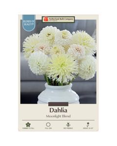 Dahlia 'Moonlight Blend'