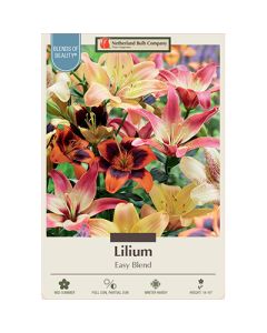 Lilium 'Easy Blend'