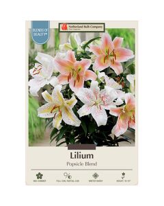 Lilium 'Popsicle Blend'