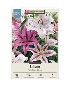 Lilium 'Pink Tiger Blend'