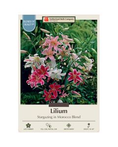 Lilium, Fragrant Lily 'Stargazing in Morocco Blend' 