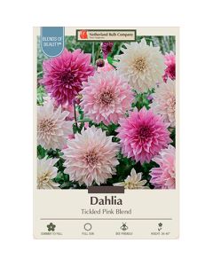 Dahlia 'Tickled Pink Blend'