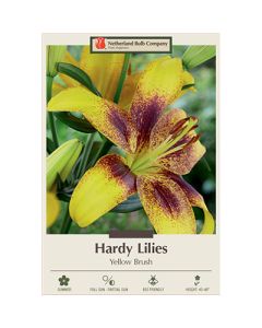 Lilium, Hardy Lily 'Yellow Brush'