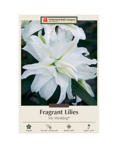 Lilium, Fragrant Lily 'My Wedding®' 